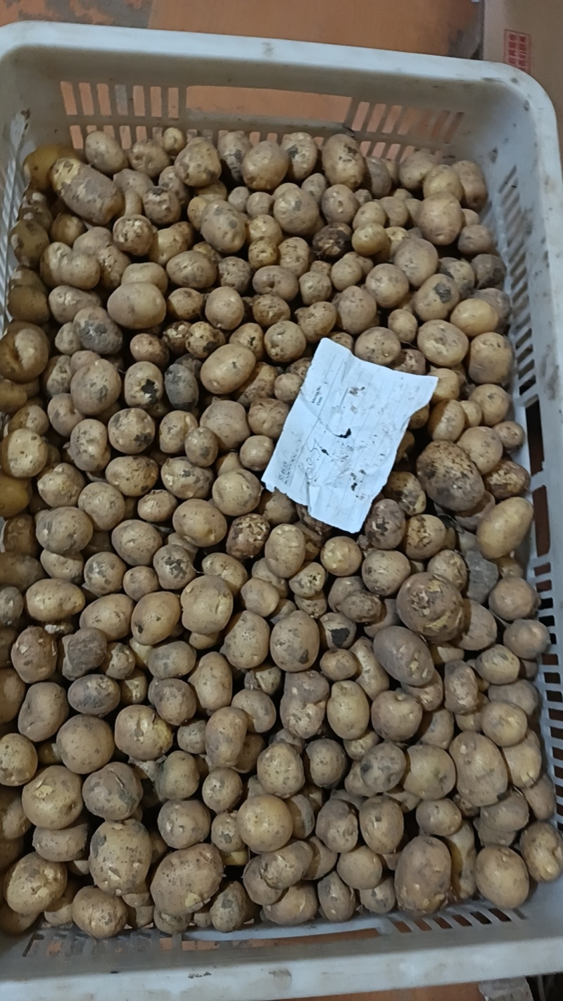 马尔科富硒小土豆