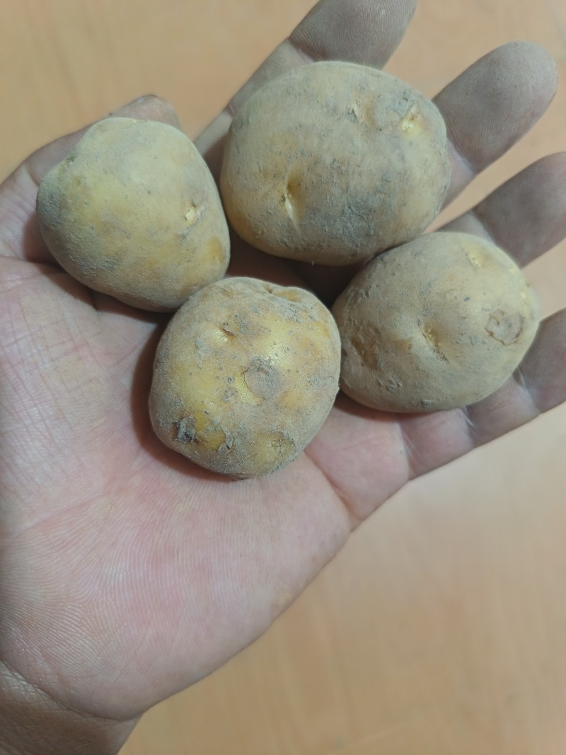 马尔科富硒小土豆