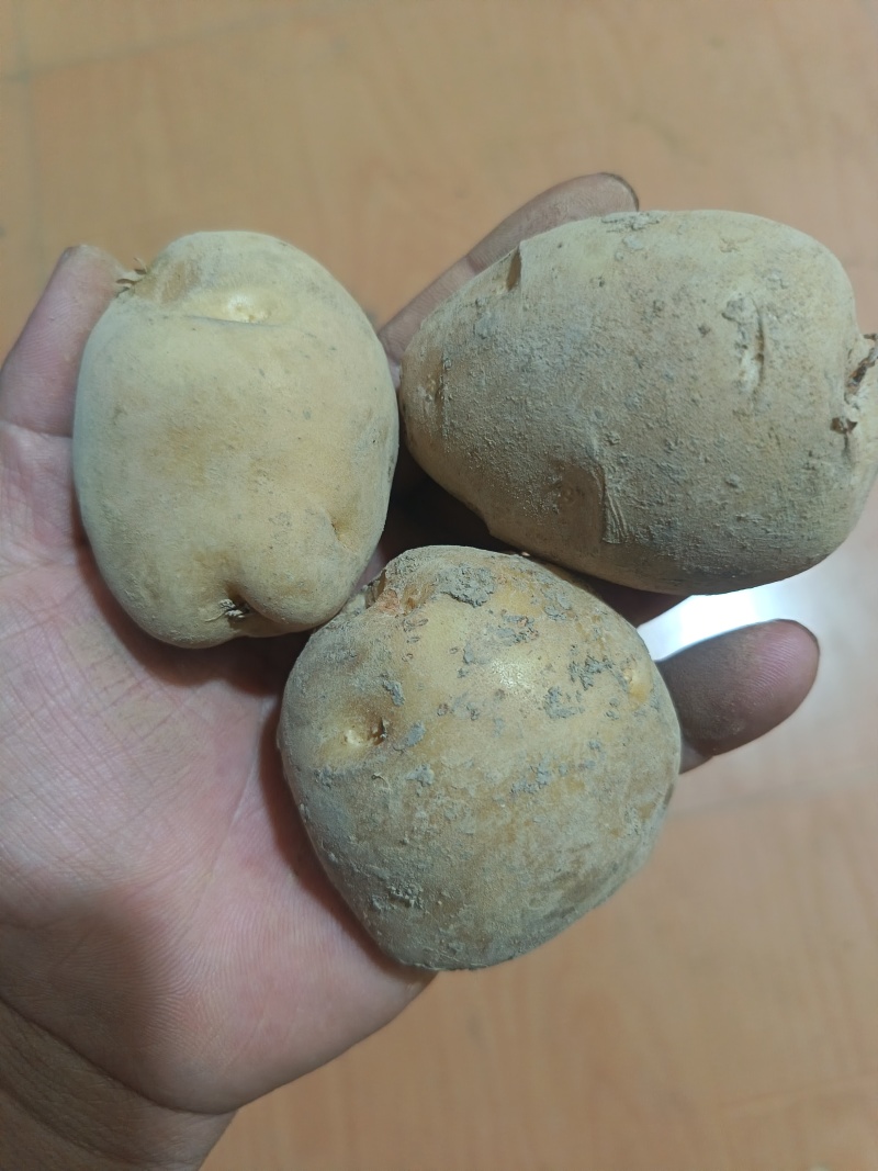 马尔科富硒小土豆