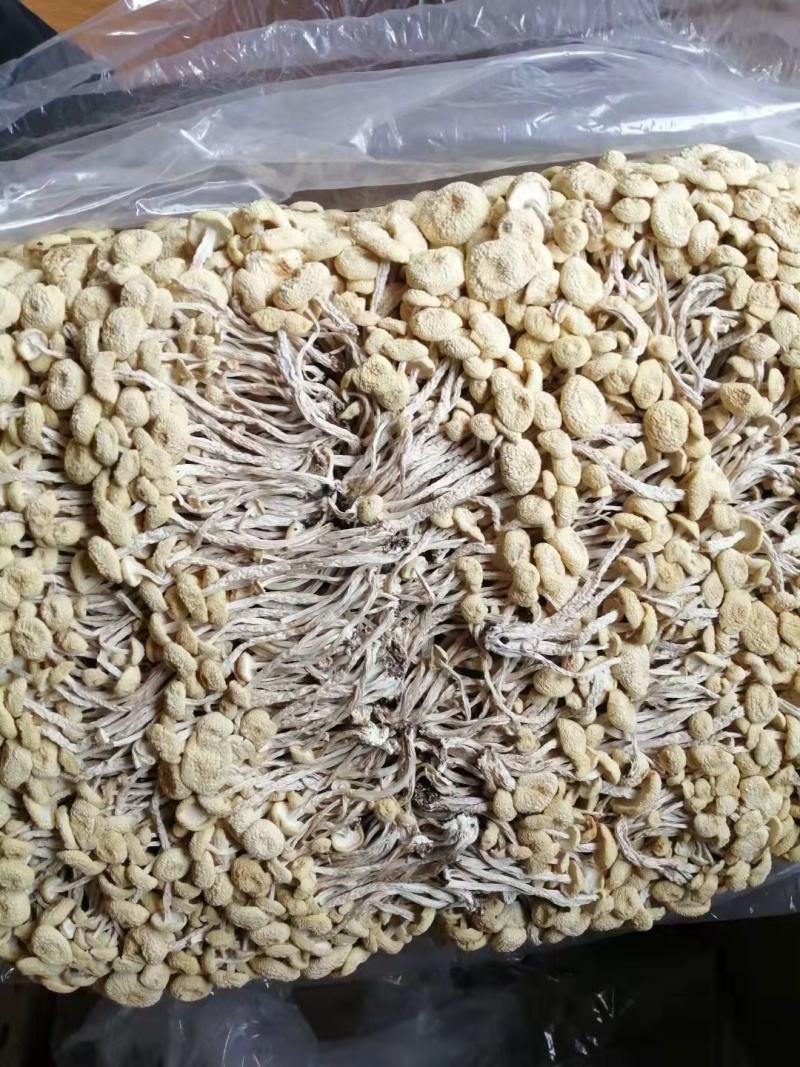 江西广昌白色茶树菇