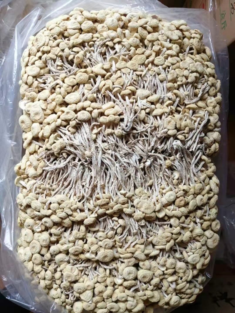 江西广昌白色茶树菇