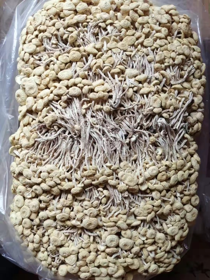 江西广昌白色茶树菇