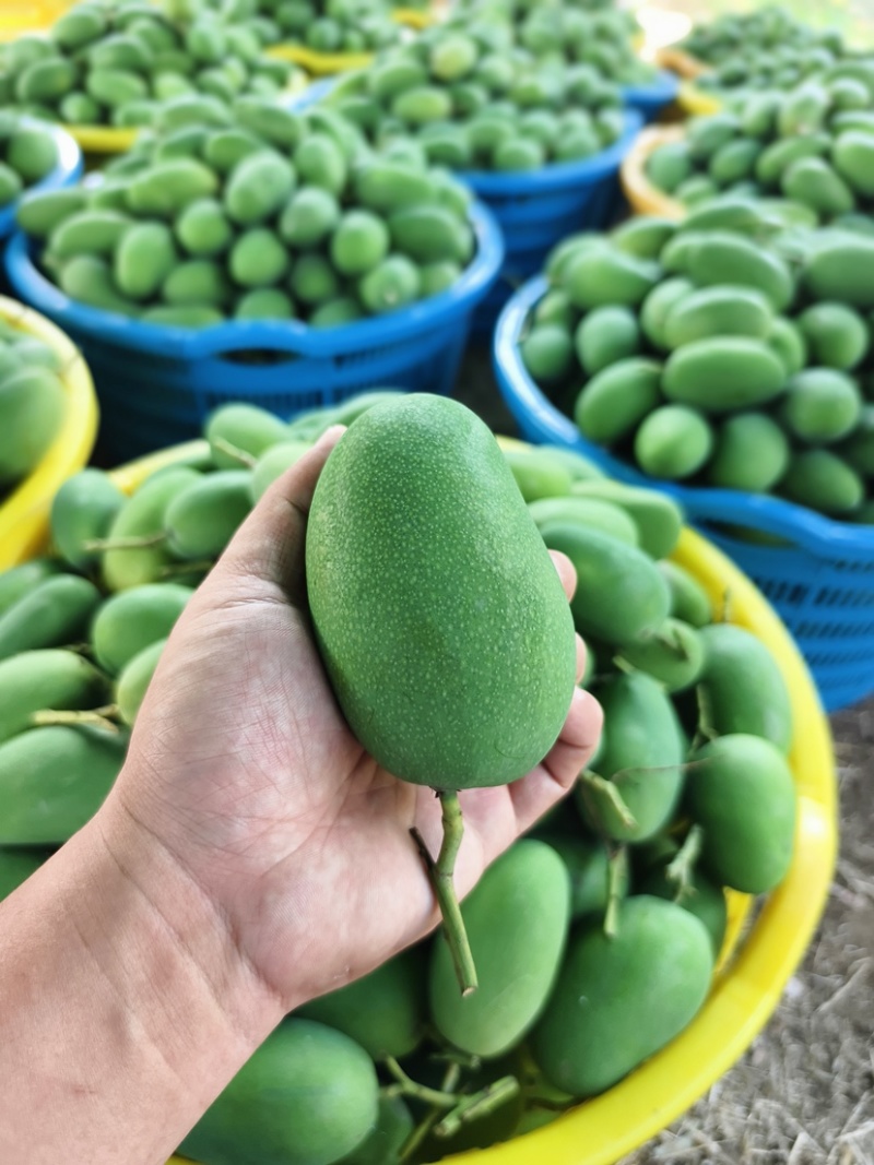 海南昌江鸡蛋芒椰香芒一件代发社区团购市场批发
