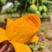 海南昌江鸡蛋芒椰香芒一件代发社区团购市场批发