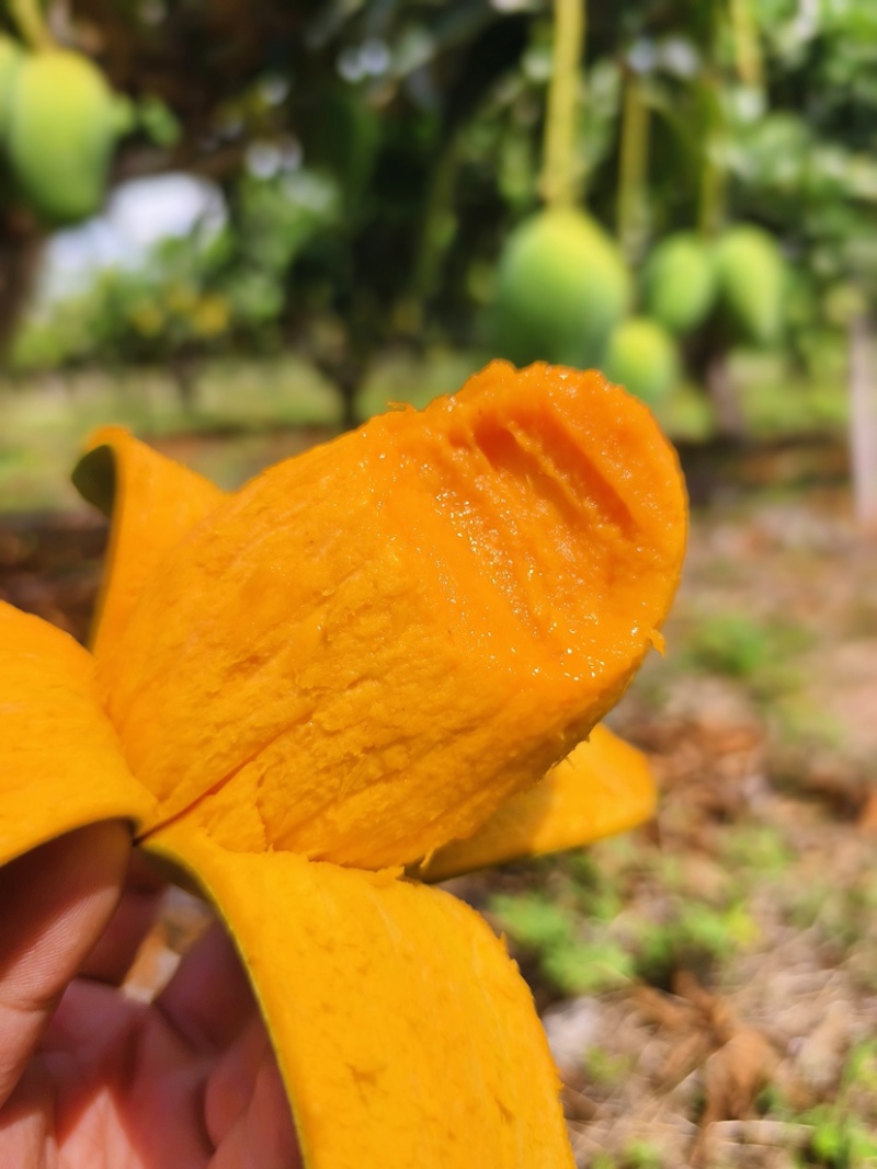 海南昌江鸡蛋芒椰香芒一件代发社区团购市场批发
