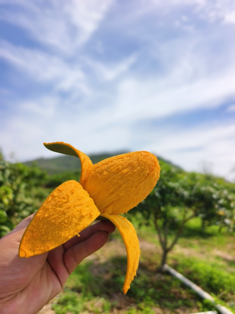 海南昌江鸡蛋芒椰香芒一件代发社区团购市场批发