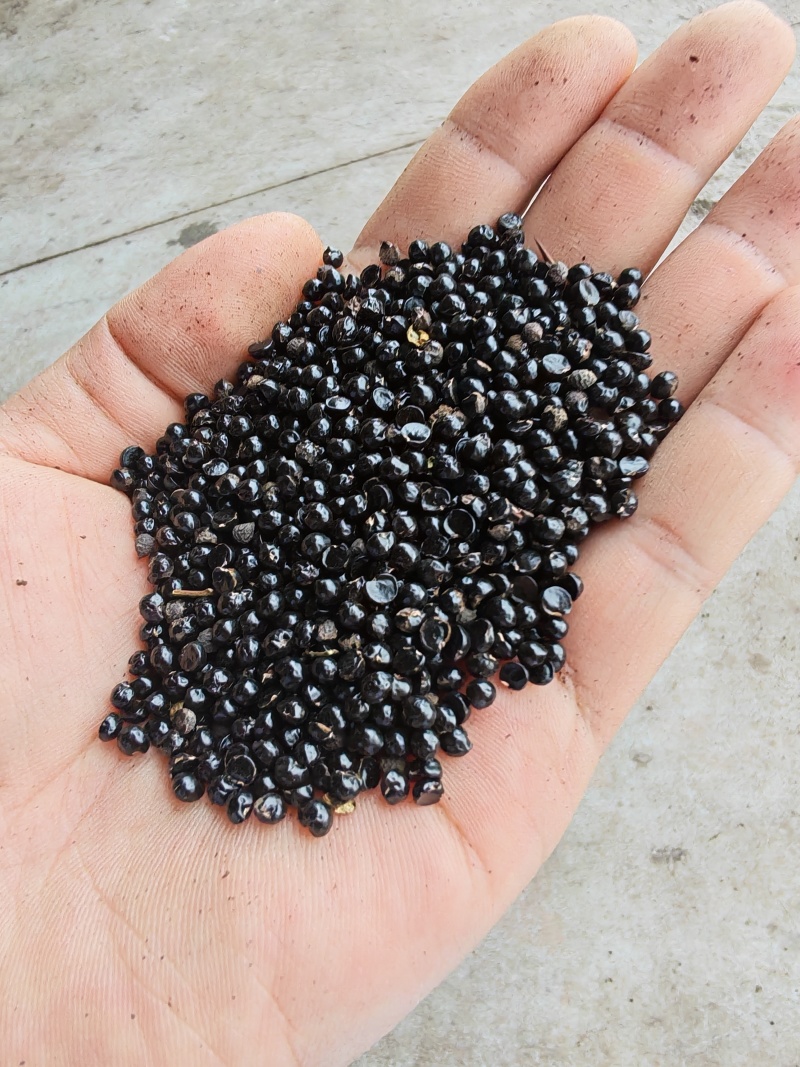 花椒籽（九叶青花椒籽）数量多、价格优、品质好。