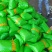 花椒籽（九叶青花椒籽）数量多、价格优、品质好。