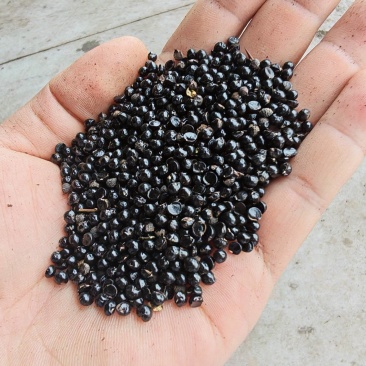 花椒籽（九叶青花椒籽）数量多、价格优、品质好。