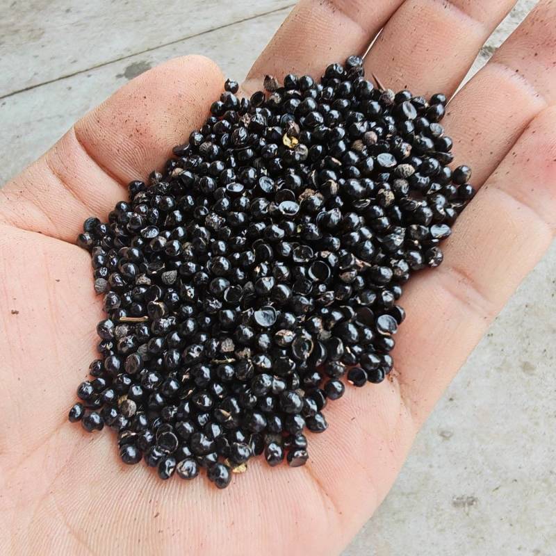花椒籽（九叶青花椒籽）数量多、价格优、品质好。