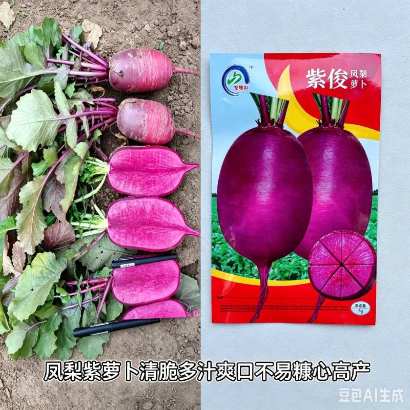 紫俊凤梨水果萝卜种籽清脆爽口果型整齐商品性好不易糠心大田
