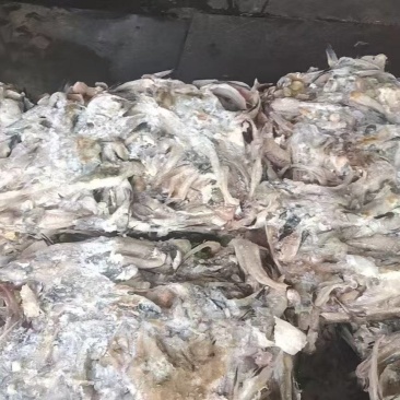 鳕鱼排一天一柜