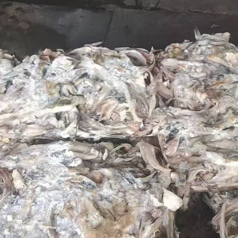 鳕鱼排一天一柜