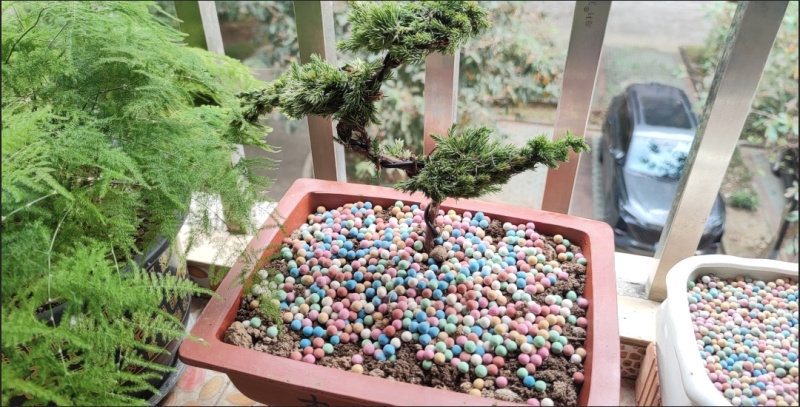 迎客松盆景盆栽松树盆景盆栽四季长青花卉植物室内室外办公桌