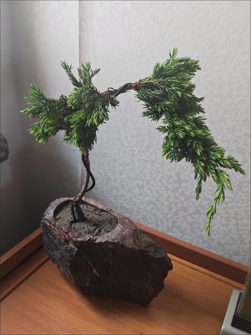 迎客松盆景盆栽松树盆景盆栽四季长青花卉植物室内室外办公桌