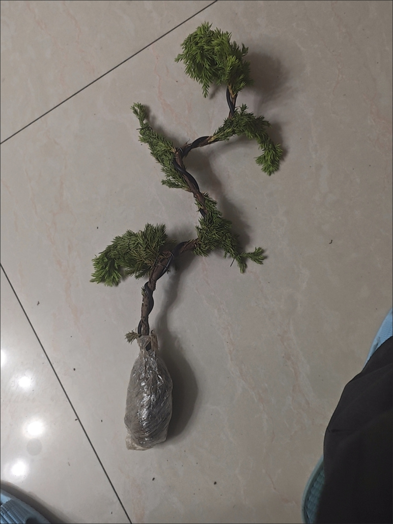 迎客松盆景盆栽松树盆景盆栽四季长青花卉植物室内室外办公桌