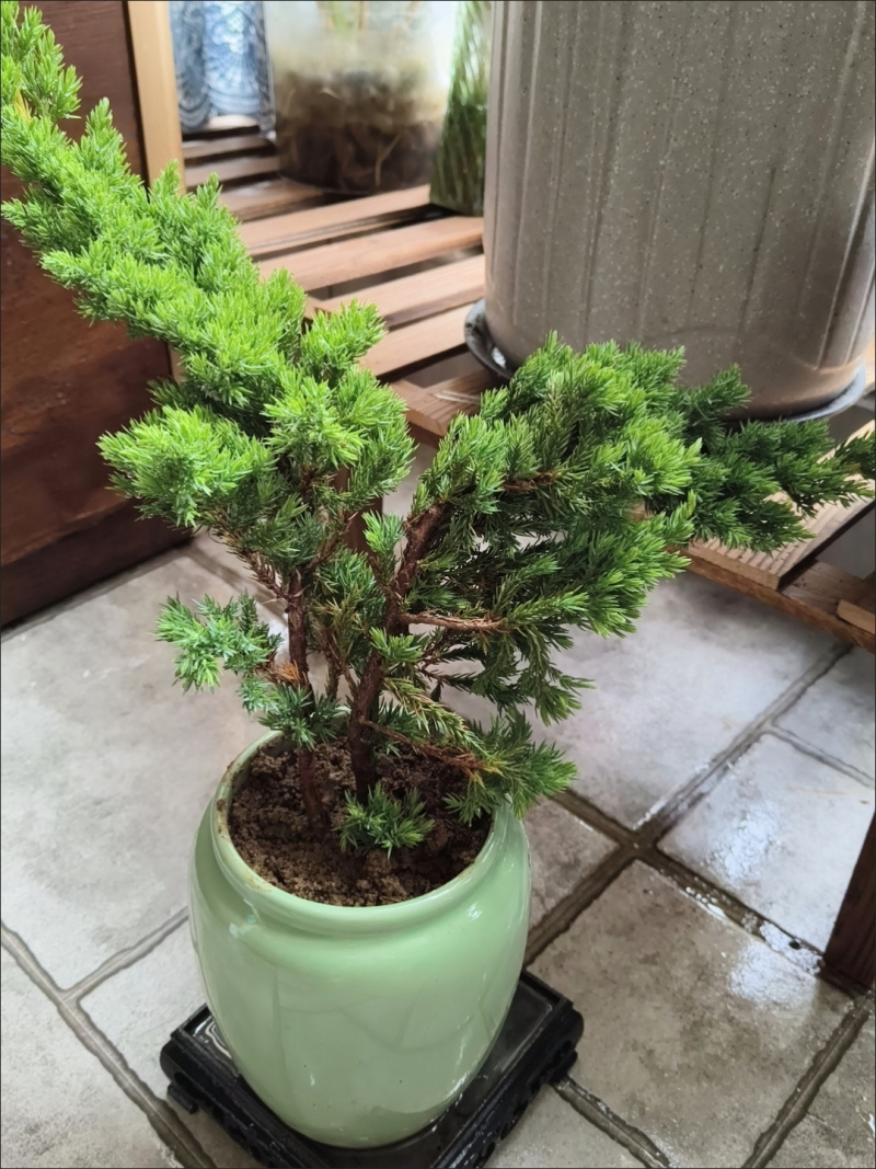 迎客松盆景盆栽松树盆景盆栽四季长青花卉植物室内室外办公桌