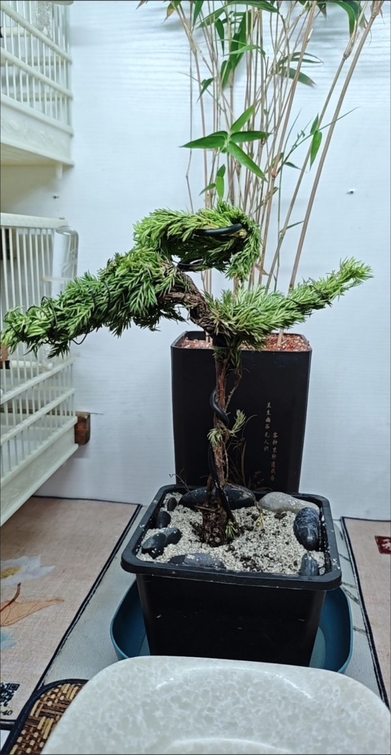 迎客松盆景盆栽松树盆景盆栽四季长青花卉植物室内室外办公桌