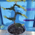 迎客松盆景盆栽松树盆景盆栽四季长青花卉植物室内室外办公桌
