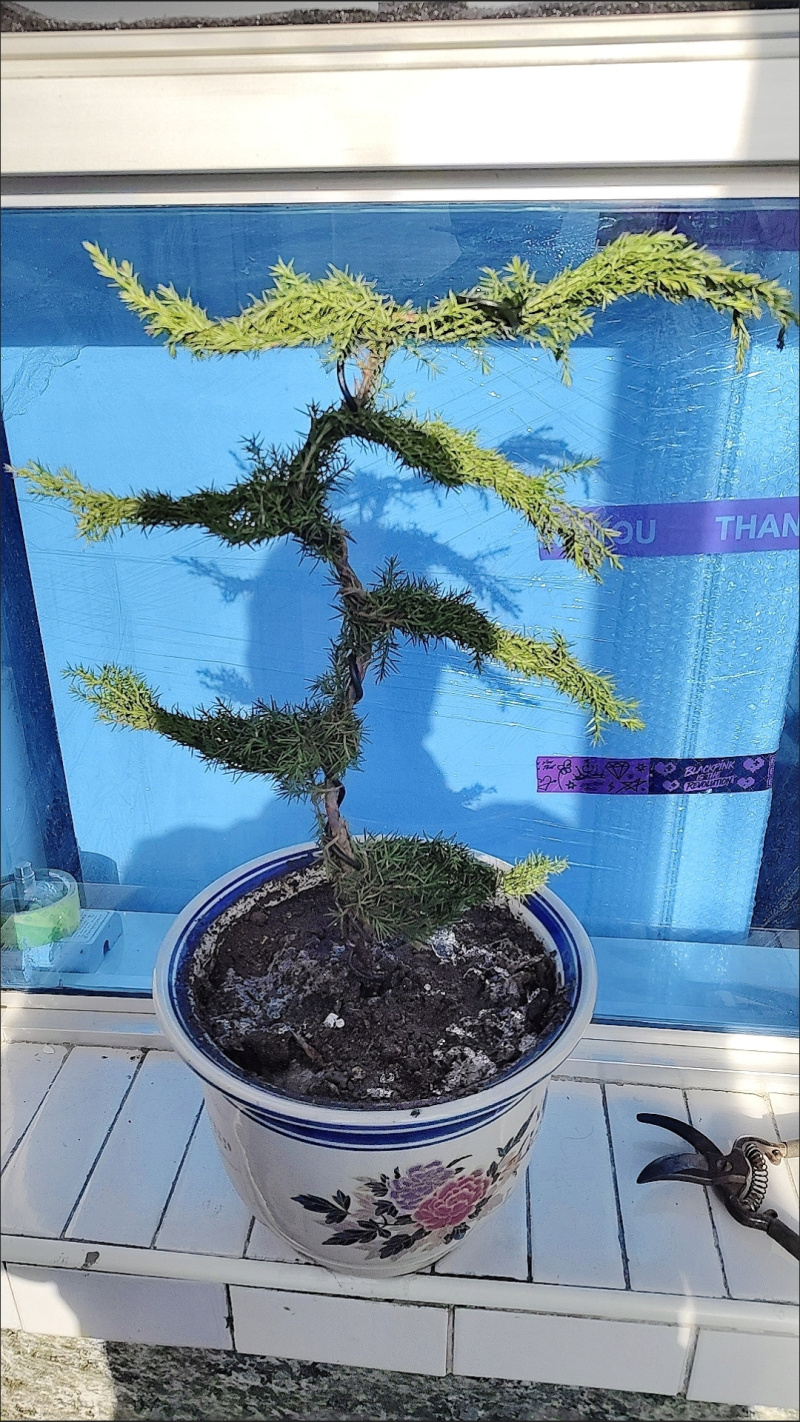 迎客松盆景盆栽松树盆景盆栽四季长青花卉植物室内室外办公桌