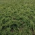 苗圃大量出售高30-80厘米铺地柏，护坡，绿篱色块专用苗