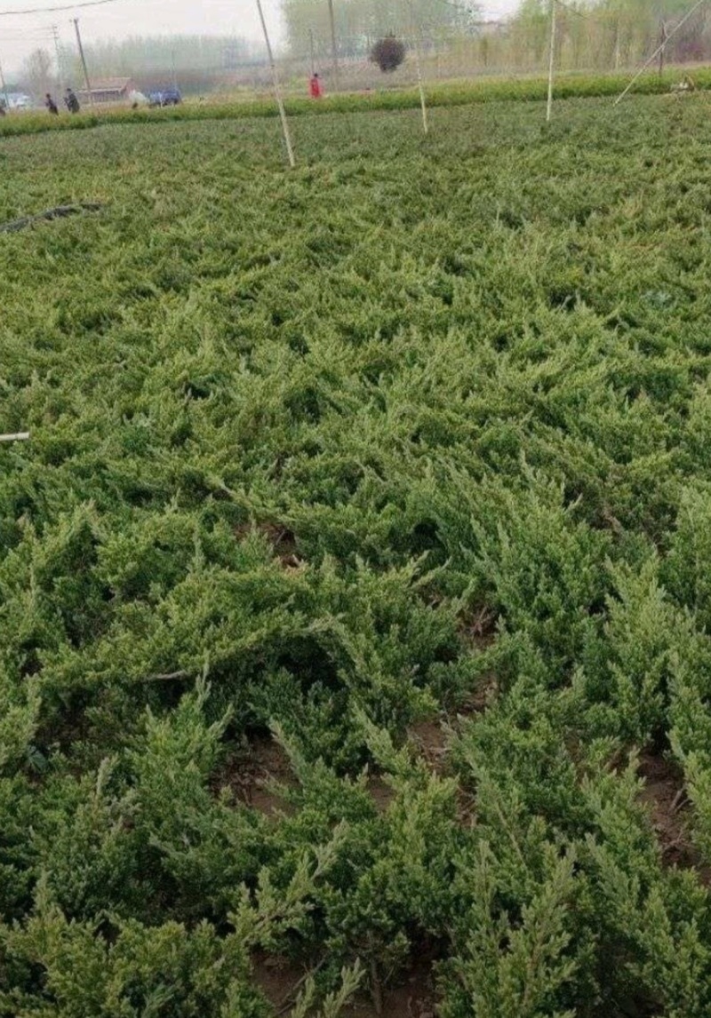 苗圃大量出售高30-80厘米铺地柏，护坡，绿篱色块专用苗