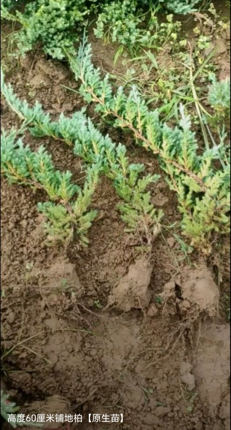 苗圃大量出售高30-80厘米铺地柏，护坡，绿篱色块专用苗
