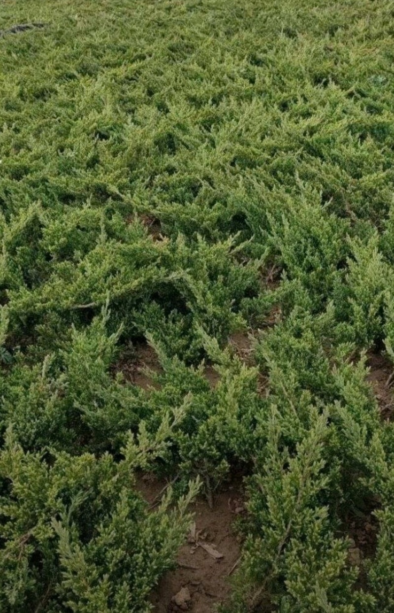 苗圃大量出售高30-80厘米铺地柏，护坡，绿篱色块专用苗