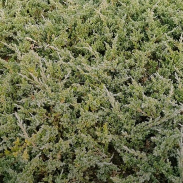 苗圃大量出售高30-80厘米铺地柏，护坡，绿篱色块专用苗