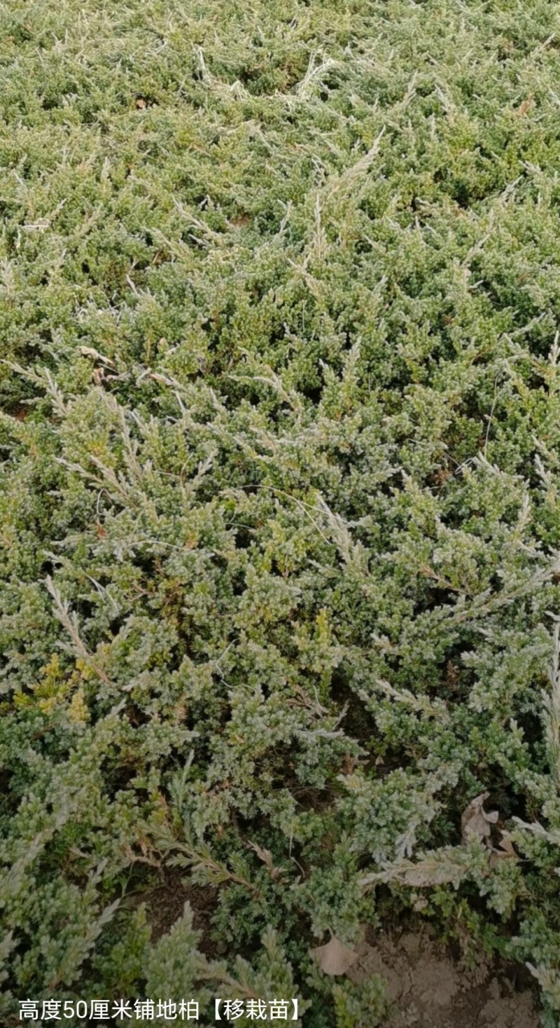 苗圃大量出售高30-80厘米铺地柏，护坡，绿篱色块专用苗