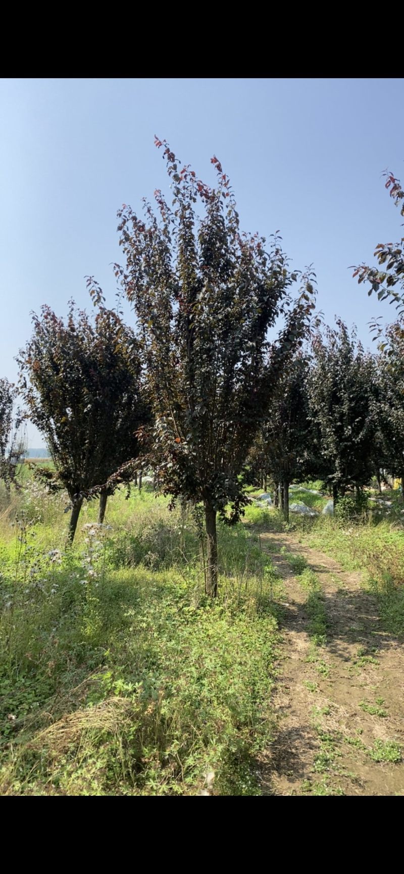 紫叶李—清地处理，山东基地树形优美，退林大甩卖