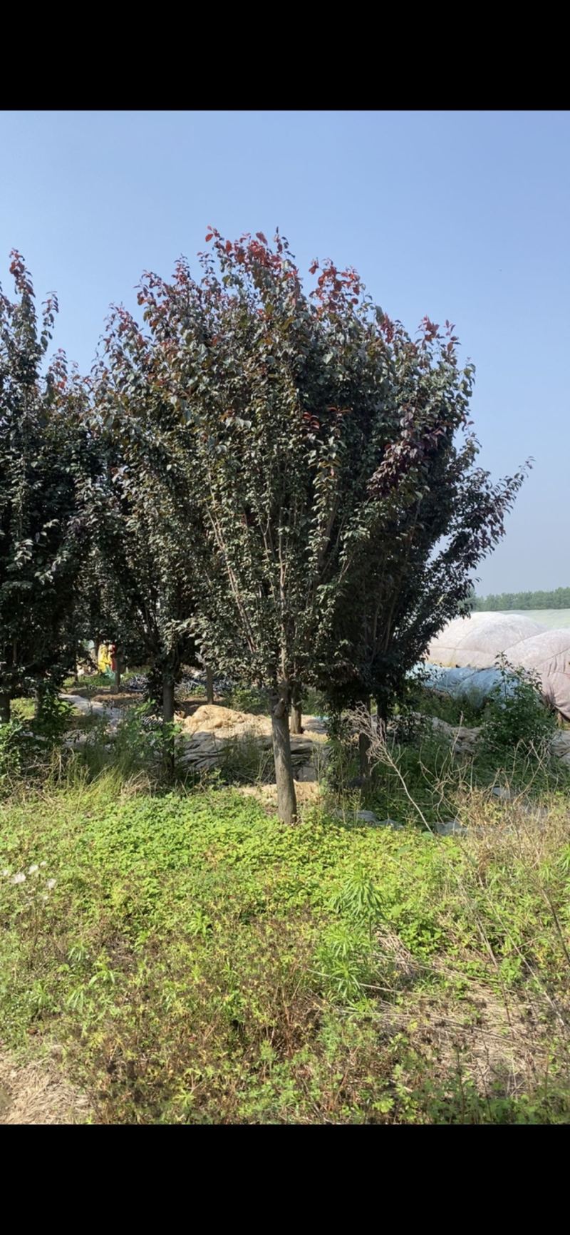 紫叶李—清地处理，山东基地树形优美，退林大甩卖