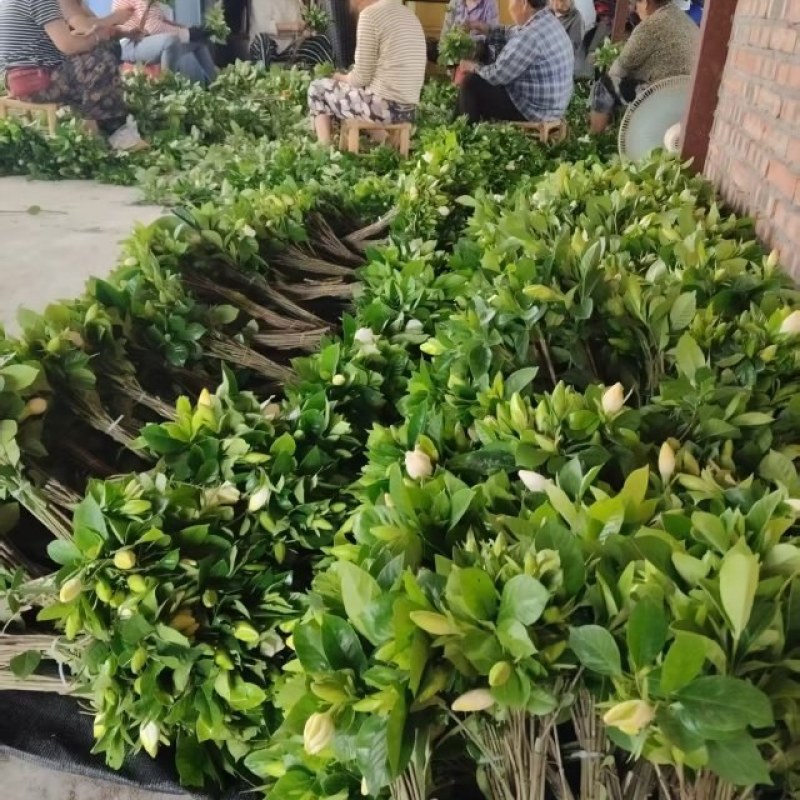 鲜切水培栀子花