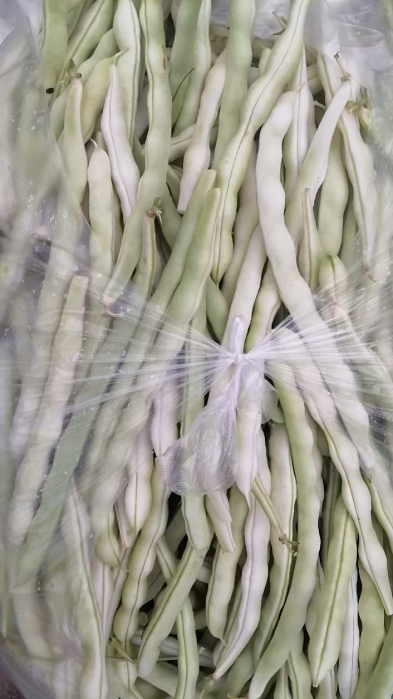 精品四季豆产地大量供应白四季豆