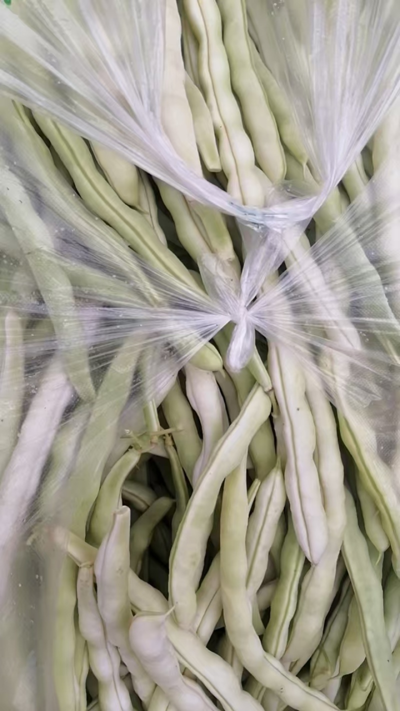 精品四季豆产地大量供应白四季豆