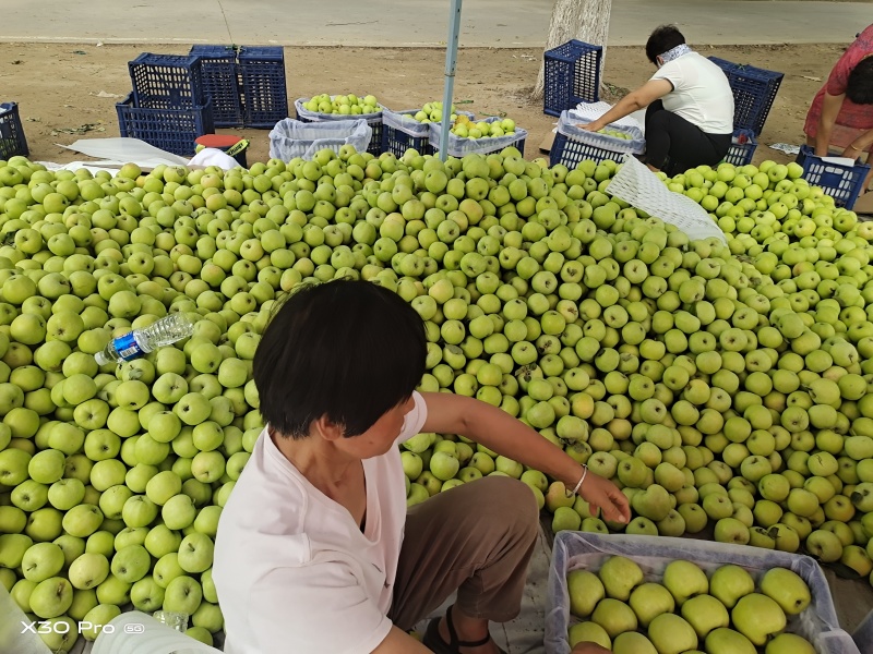青苹果华硕，华丹，藤木，优二，优三80mm以上精品货源