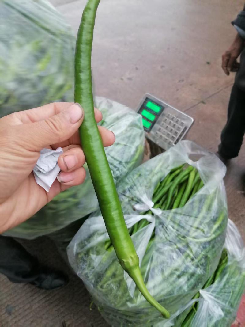 精品线椒黄皮线椒黑皮线椒大量供应
