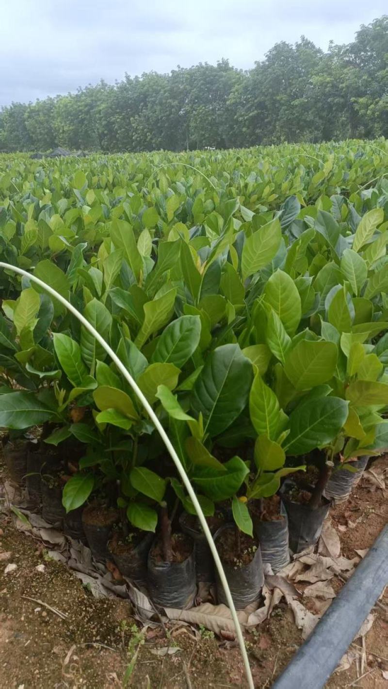 海南长孟尖榴莲蜜苗长势强健抗病性强蜜香醇厚出肉率高