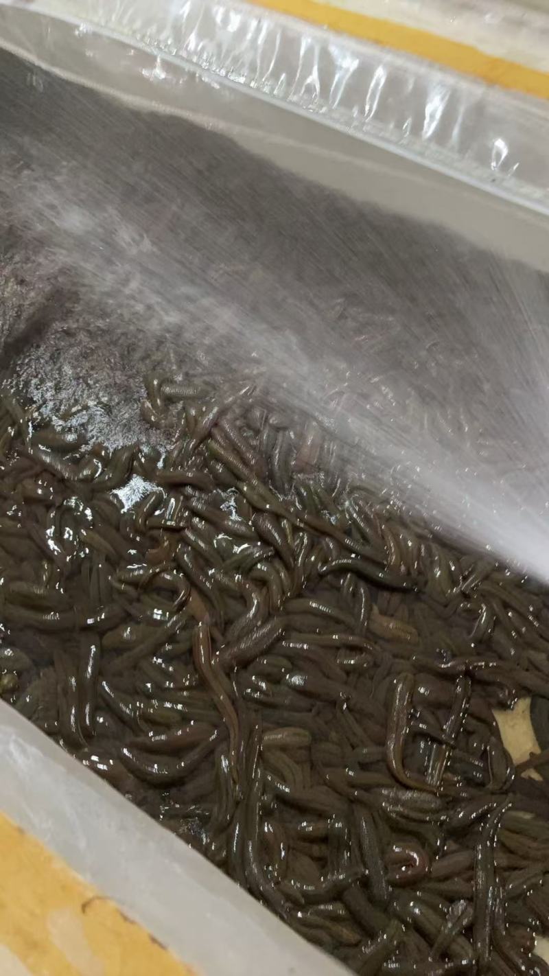菲牛蛭鲜货