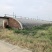 大棚出租暖气棚14个一亩地，冷棚50个一亩地一个