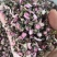 桃花无硫桃花泡茶花茶桃花