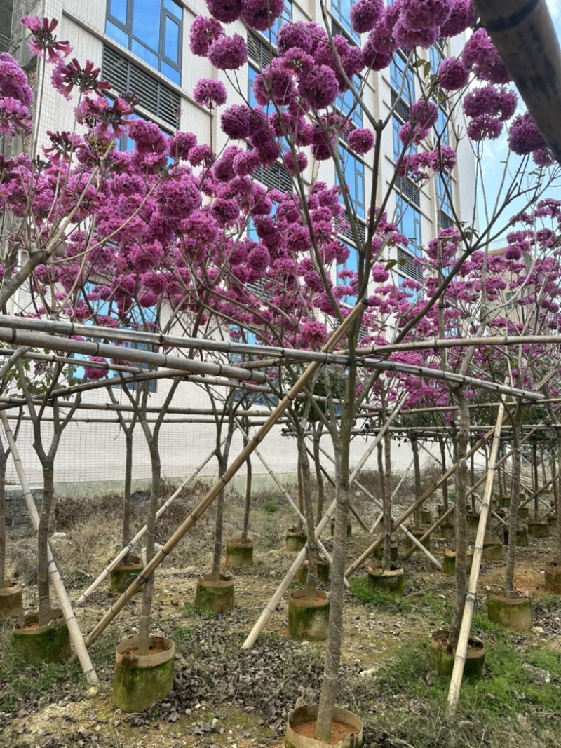 紫花风铃木大量低价出售