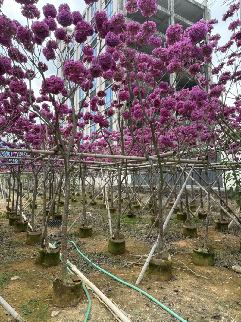 紫花风铃木大量低价出售