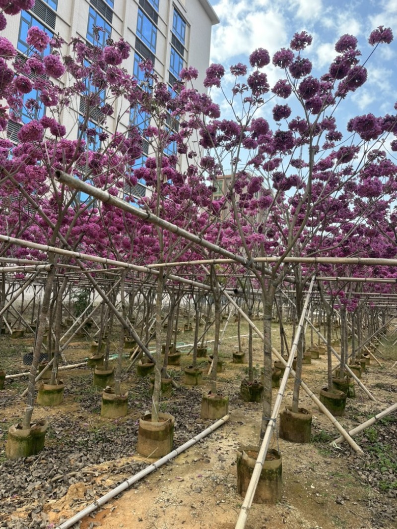 紫花风铃木大量低价出售