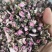 桃花无硫桃花泡茶花茶桃花