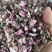 桃花无硫桃花泡茶花茶桃花