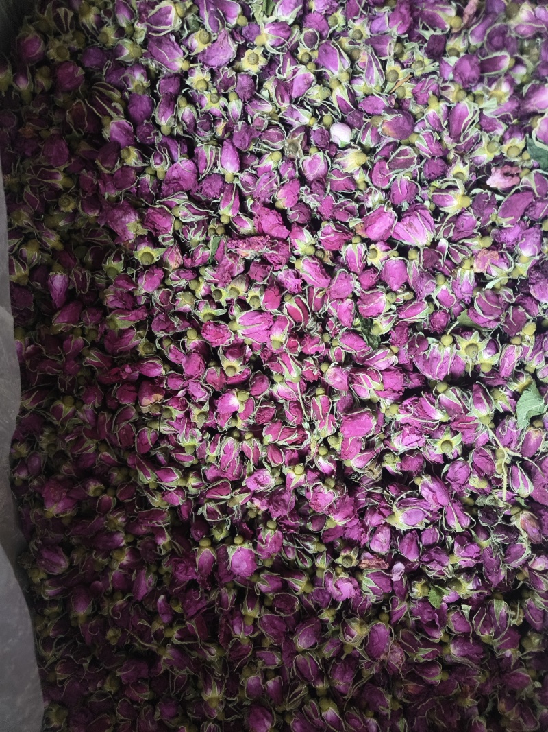 玫瑰多种规格大量批发平阴云南苦水