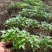 【黄柏苗】四川峨眉山基地欢迎大家咨询厚皮大叶黄柏