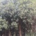 售卖5~10公分桂花树