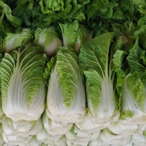甘肃省临洮县大白菜，价格便宜，质量保证，可以对接各大商超